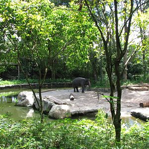 Singapore Zoo 2008 - Exhibit in Elephants of Asia