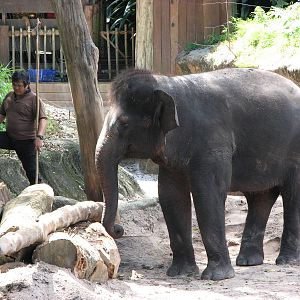 Singapore Zoo 2008 - Keeper and young Asiatic Elephant in Elephants of Asia