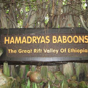 Singapore Zoo 2008 - Beautiful sign for the Great Rift Valley of Ethiopia