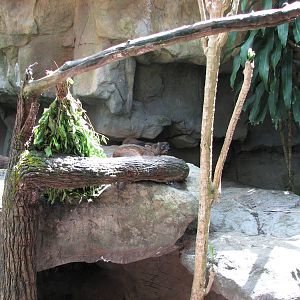 Singapore Zoo 2008 - Rock Hyrax in Front of Rock Hyrax exhibit in the Great
