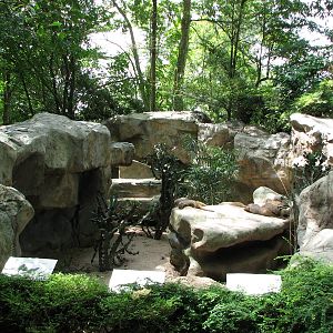 Singapore Zoo 2008 - Zebra Mongoose exhibit in the Great Rift Valley of Eth