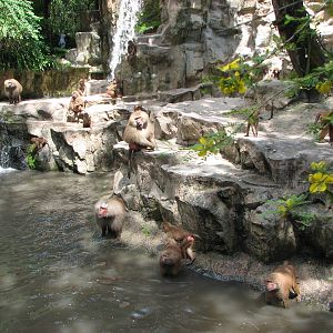Singapore Zoo 2008 - Hamadryas Baboons await their feeding in the Great Rif