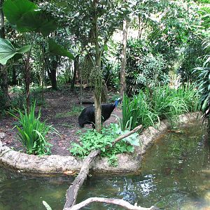 Singapore Zoo 2008 - Southern Cassowary exhibit in the Australian Outback