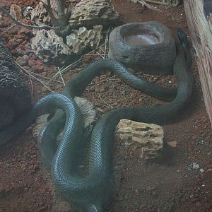 Singapore Zoo 2008 - Inland Taipan at the Australian Outback