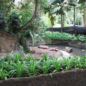 Singapore Zoo 2008 - Warthog exhibit from the left