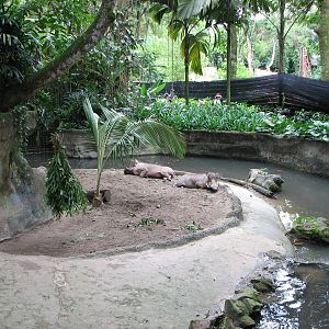 Singapore Zoo 2008 - Inside the Warthog exhibit seen from the left