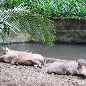Singapore Zoo 2008 - Warthogs