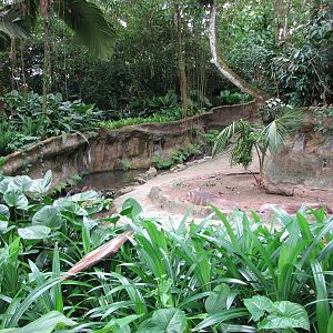 Singapore Zoo 2008 - Front of the Warthog exhibit