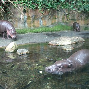 Singapore Zoo 2008 - Pigmy Hippopotamus family