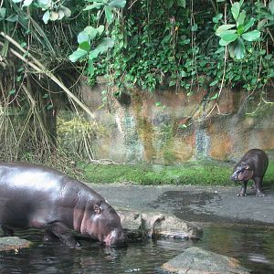 Singapore Zoo 2008 - Pigmy Hippopotamus family