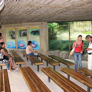 Singapore Zoo 2008 - Viewing area of the Pigmy Hippopotamus exhibit