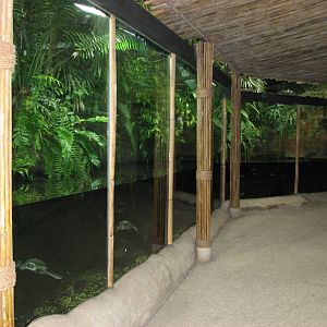 Singapore Zoo 2008 - Fish tank next to the Pigmy Hippopotamus exhibit