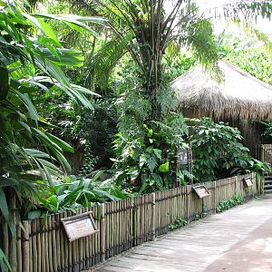 Singapore Zoo 2008 - Front of the Babirusa exhibit