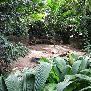Singapore Zoo 2008 - Babirusa exhibit