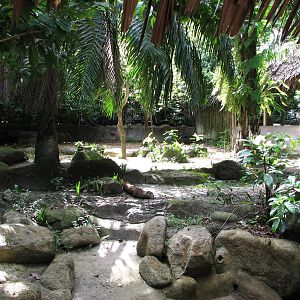 Singapore Zoo 2008 - Malayan Tapir exhibit