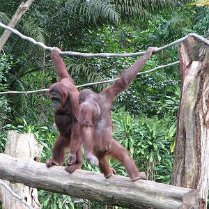 Singapore Zoo 2008 - Bornean Orangutans