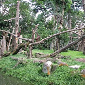 Singapore Zoo 2008 - Bornean Orangutan Island