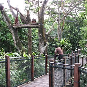 Singapore Zoo 2008 - Keeper observes his Bornean Orangutans