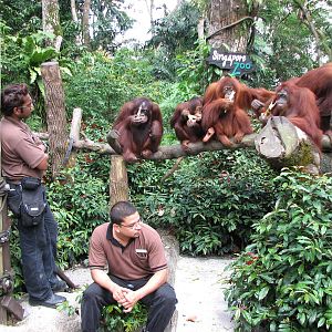 Singapore Zoo 2008 - Feeding of the calm and gorgeous Bornean Orangutan fem