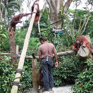 Singapore Zoo 2008 - Feeding of the calm and gorgeous Bornean Orangutan fem