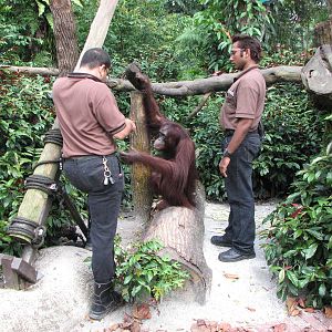 Singapore Zoo 2008 - Feeding of the calm and gorgeous Bornean Orangutan fem