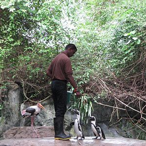 Singapore Zoo 2008 - Jackass Penguin feeding in the Splash Amphitheatre