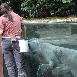 Singapore Zoo 2008 - Caribbean Manatee feeding in the Splash Amphitheatre