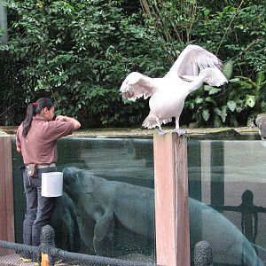 Singapore Zoo 2008 - Caribbean Manatee feeding in the Splash Amphitheatre