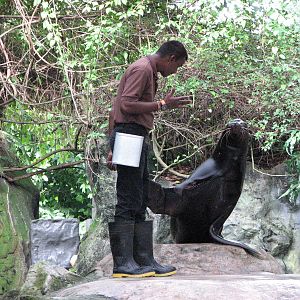 Singapore Zoo 2008 - California Sea Lion feeding in the Splash Amphitheatre
