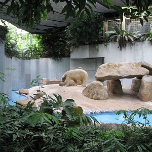 Singapore Zoo 2008 - Polar Bear exhibit