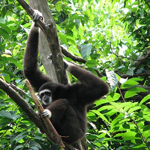 Singapore Zoo 2008 - White-handed Gibbon in Treetops Trail