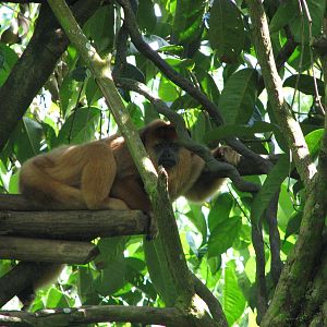 Singapore Zoo 2008 - Black Howler Monkey in Treetops Trail