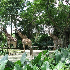 Singapore Zoo 2008 - Giraffe exhibit