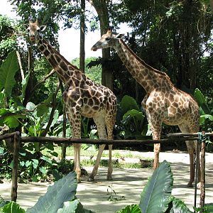 Singapore Zoo 2008 - Giraffes
