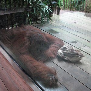 Singapore Zoo 2008 - Male Sumatran Orangutan