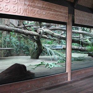 Singapore Zoo 2008 - Sumatran Orangutan exhibit