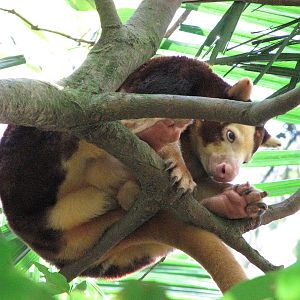 Singapore Zoo 2008 - Matschie Tree Kangaroo in the Bio Dome