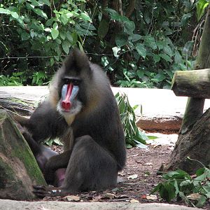 Singapore Zoo 2008 - Male Mandrill