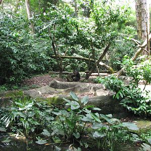 Singapore Zoo 2008 - Mandrill exhibit