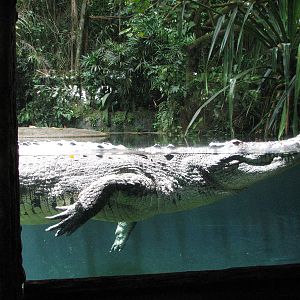 Singapore Zoo 2008 - Indo-Pacific Estuarine Crocodile in the Bornean Marsh
