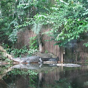 Singapore Zoo 2008 - Indo-Pacific Estuarine Crocodile exhibit in the Bornea