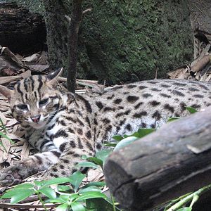 Singapore Zoo 2008 - Leopard Cat in the Critters Longhouse