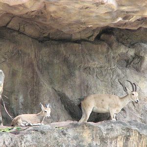 Singapore Zoo 2008 - Nubian Ibex in the Great Rift Valley of Ethiopia
