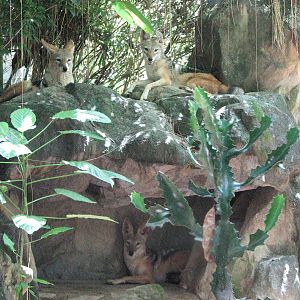 Singapore Zoo 2008 - Black-backed Jackals in the Great Rift Valley of Ethio