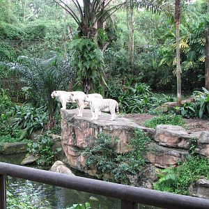 Singapore Zoo 2008 - White Tiger exhibit