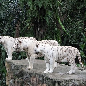 Singapore Zoo 2008 - White Tiger triplets