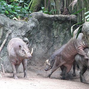 Singapore Zoo 2008 - Babirusa at play
