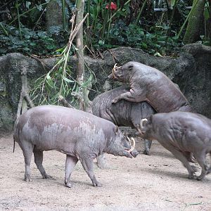 Singapore Zoo 2008 - Babirusa at play