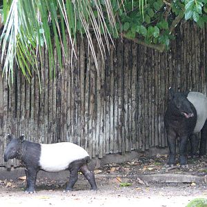 Singapore Zoo 2008 - Malayan Tapir and young calf