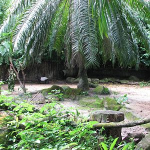 Singapore Zoo 2008 - Malayan Tapir exhibit